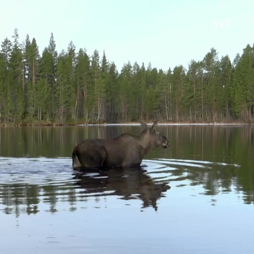 Älgarna simmar på rad